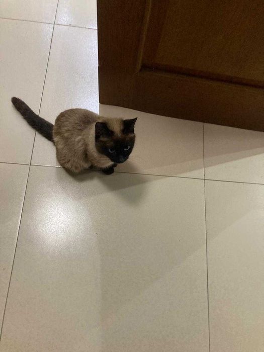 Нашли кошку сиамская