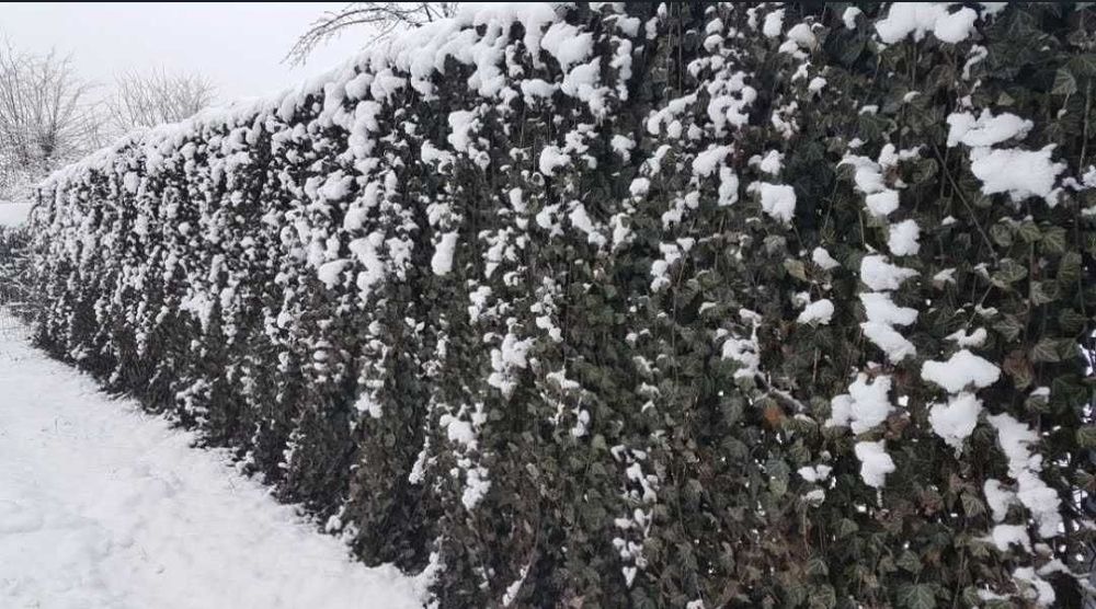 Iedera hedera helix producator