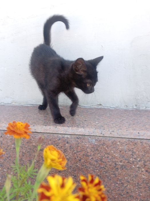 Очень милый котёнок :)