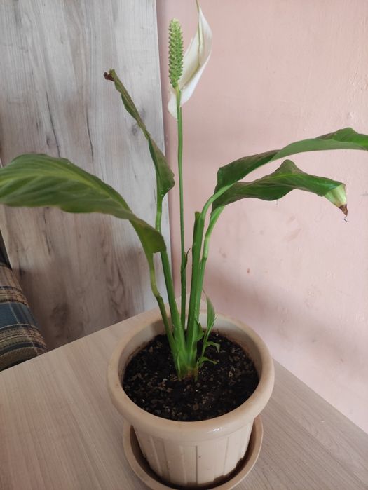 Женское счастье продам