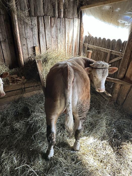 Vand vitel mai multe detali la nr de tel