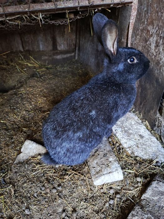 Кролики серебро самки и самцы