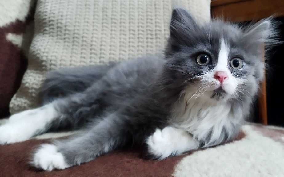 Кот, котенок в добрые руки. 3 мес. Чистый. Здоровый.