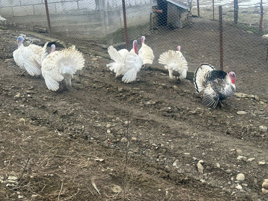 Vand curci si curcani