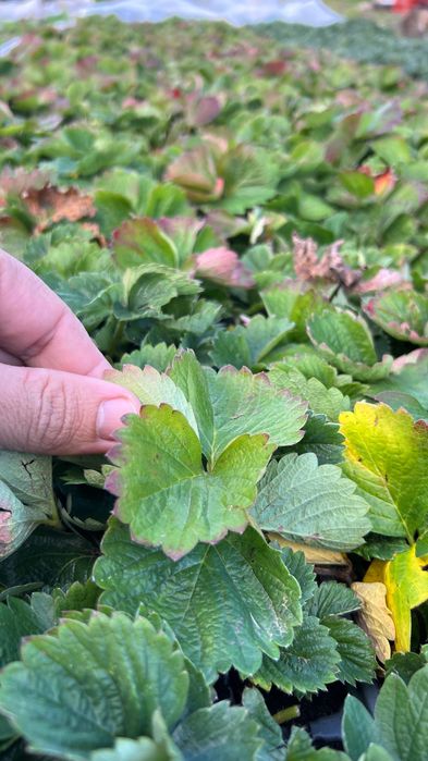 Разсад ягоди “Малинг Виталити”