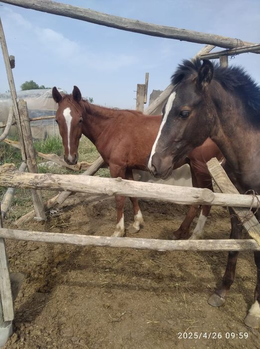 Келиб куринг 30 мл га берамиз