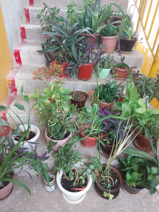 Цветы комнатные  дешёво,  создать уют