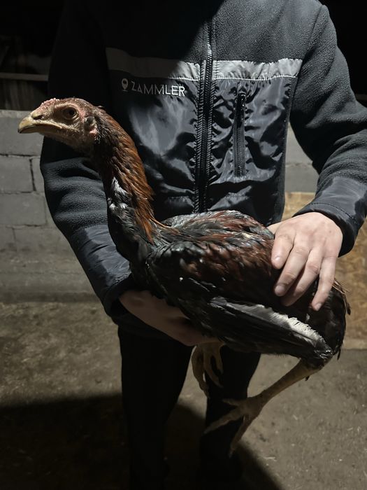 Срочна сатылады.Дакан кораздар