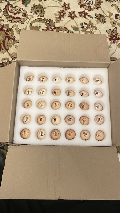 Инкубационные яйцо пароды Брама