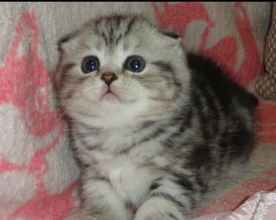 Котята фолды и страйт