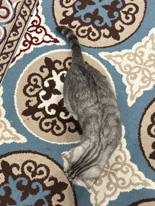 Кошка шотландская вислоухая