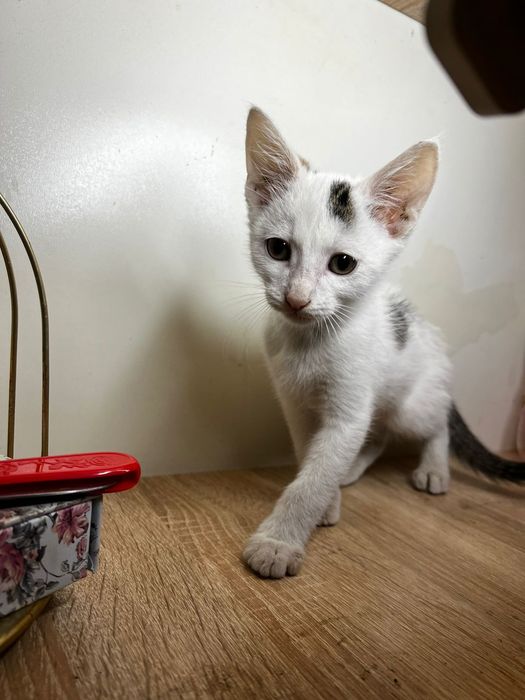 бесплатно КОтята Алматы