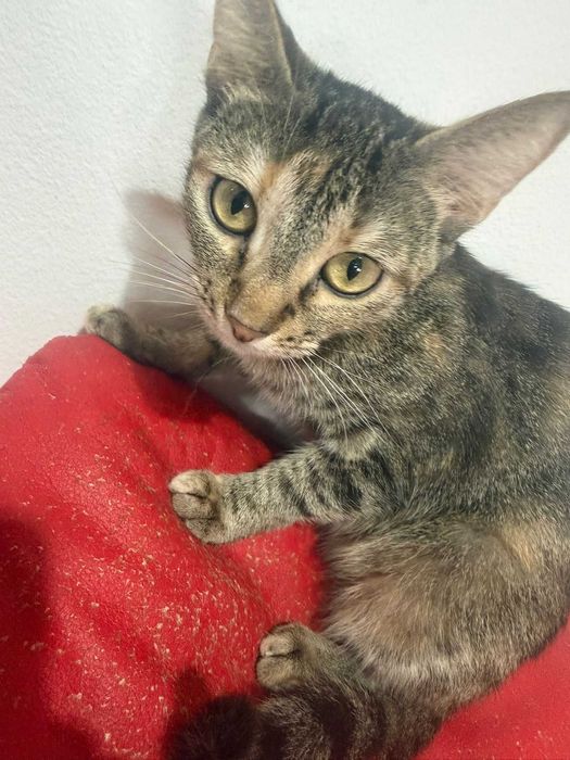 Adoptie pisica tigrata castrata Zizi