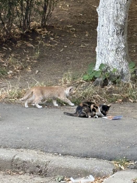 pui de pisica fara casa