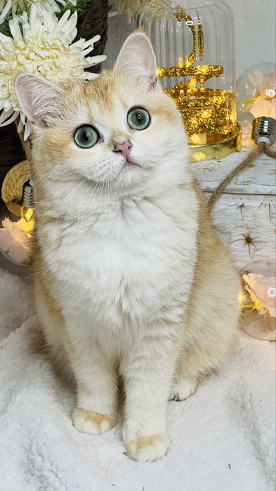 Британская шиншилла ny11