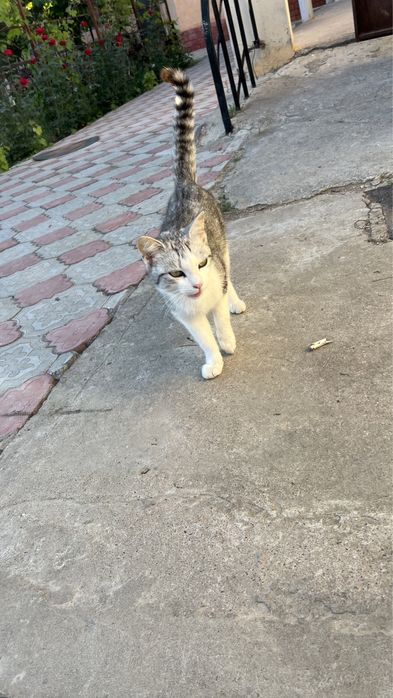 Мышық сатылады