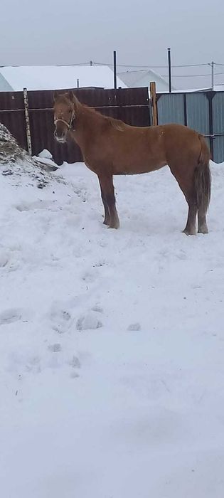 Продам Кобылку 1,5 года