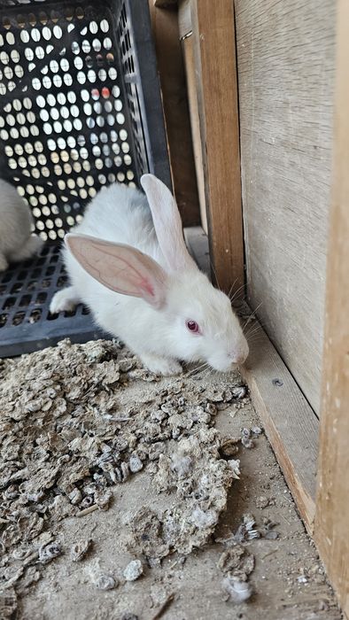 quyon sotiladi kichina 3 ta bor