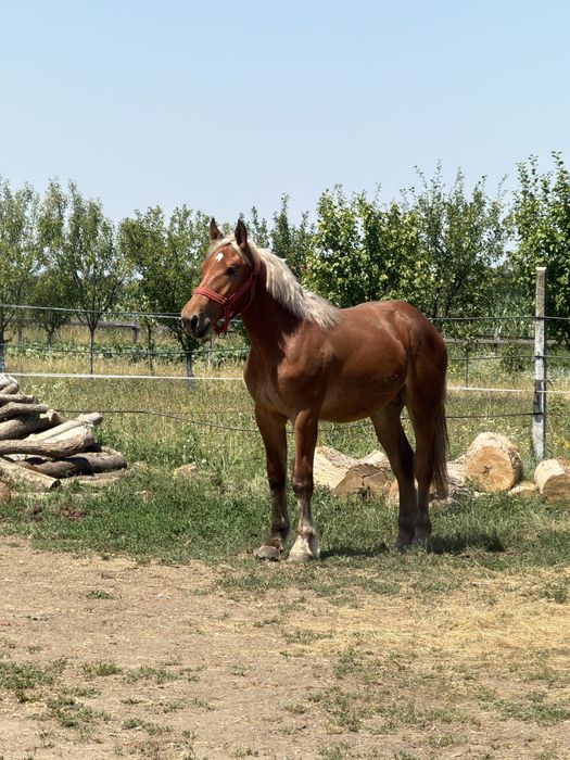Vand iepe, mânze si un mânz de 1 an