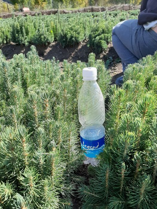 Голубая Ель сенсалари сотилади Селбериский нави Мовий оқ арча 3 йиллик