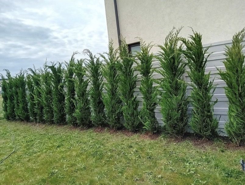 Leylandii de vânzare – ideal pentru gard viu.