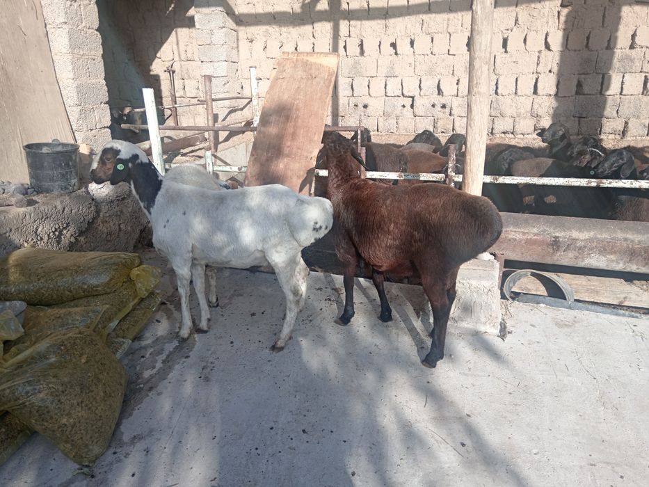 Qochqor qoy koy kochkor