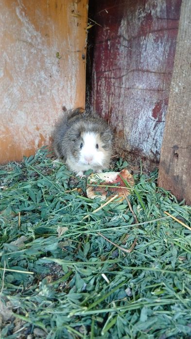 Porcușori de guinea