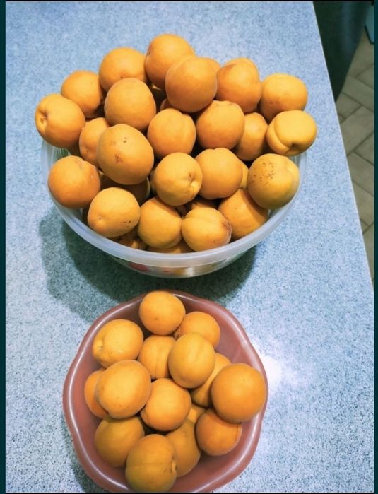 Саженцы абрикоса