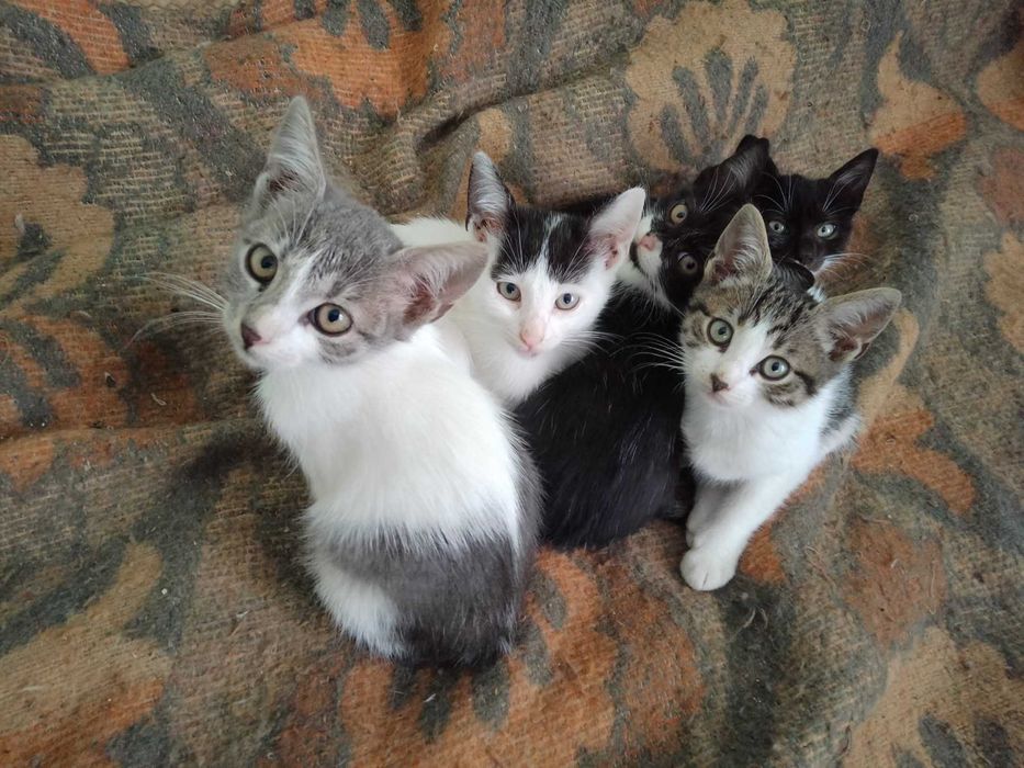 Подарявам котенца