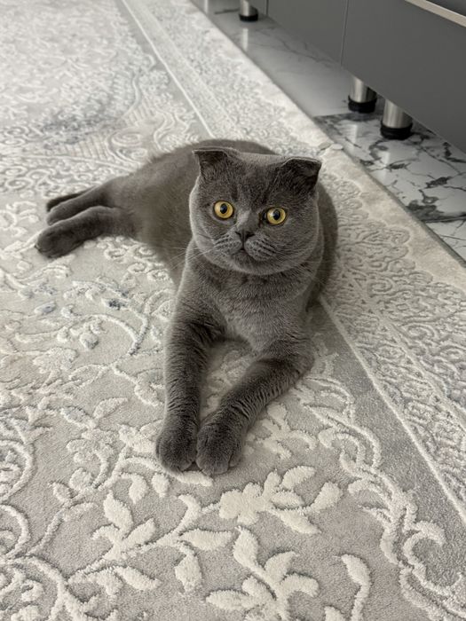 Scottish fold (мальчик)