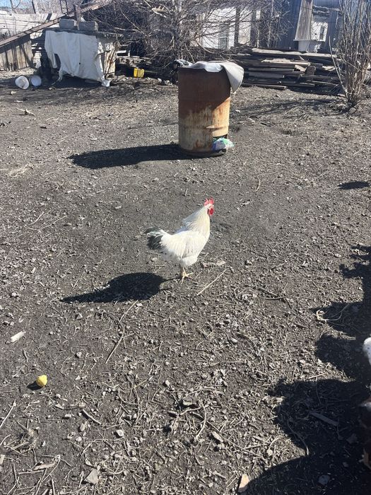 Продам молодых петухов