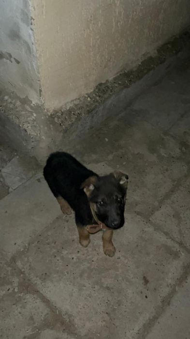 Продается немецкая овчарка