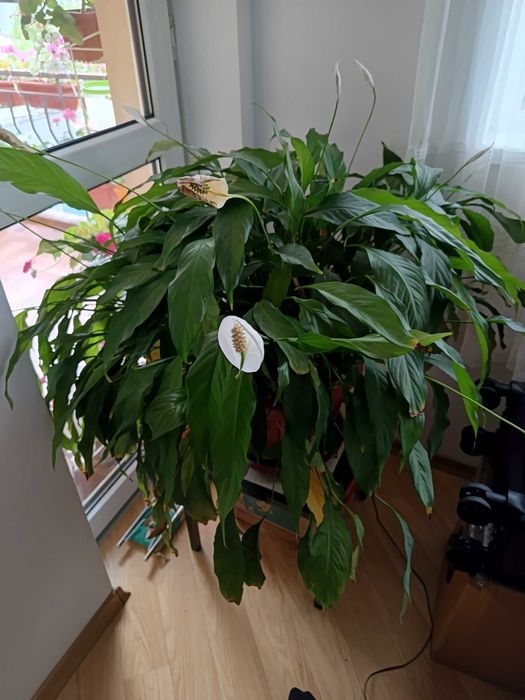 Спатифилум на 20 години