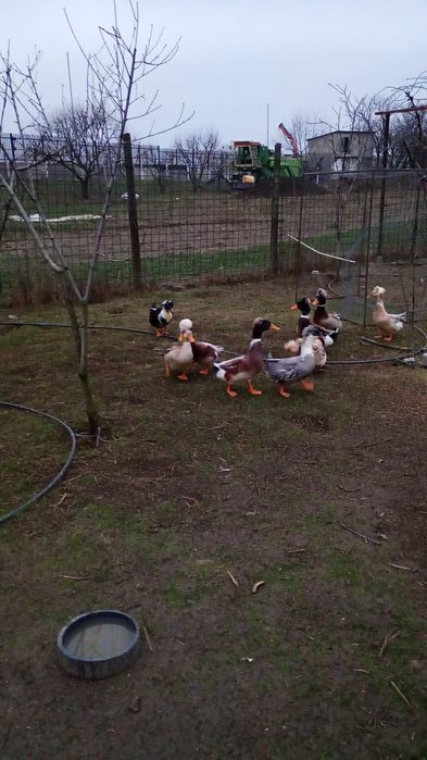 Vând ouă de rață moțată