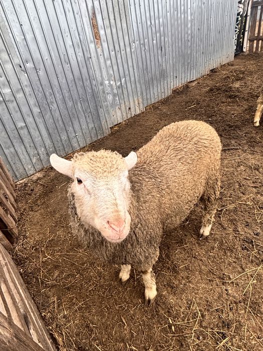 Vand  berbec rasă Texel original