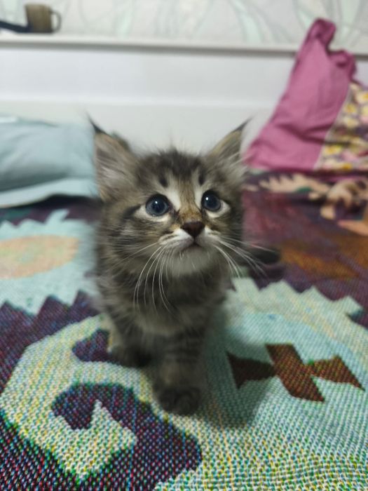 Котята котёнок купить