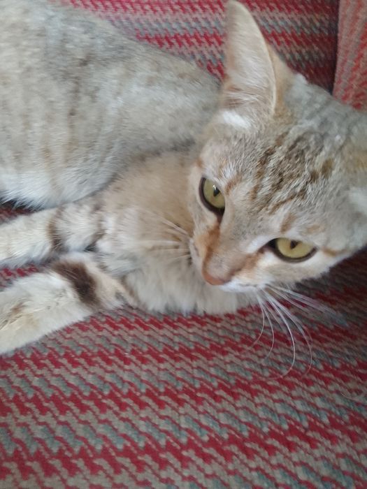 Ortacha aqili mushuk uy mushugi