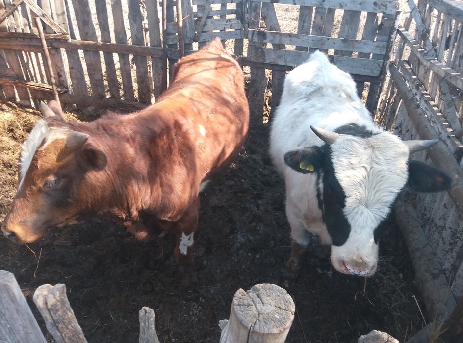 Продам годовалых быков