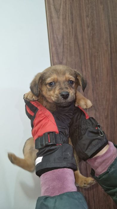 Отдам щенков в добрые руки