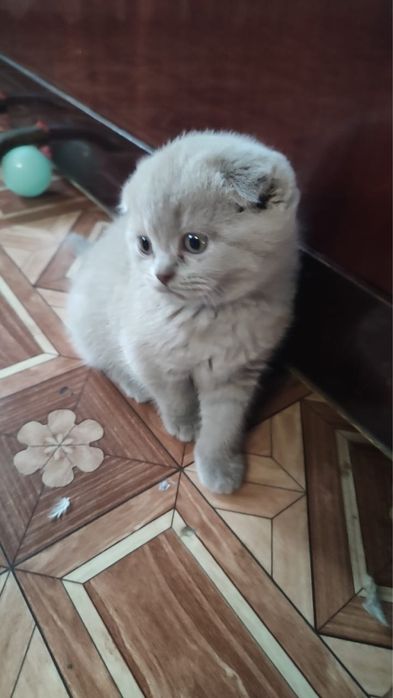 Вислоухие Шотландские котята