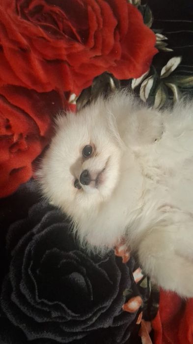 Шпиц, весёлая и добрая