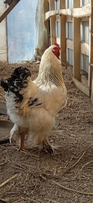 Петух атеш брама