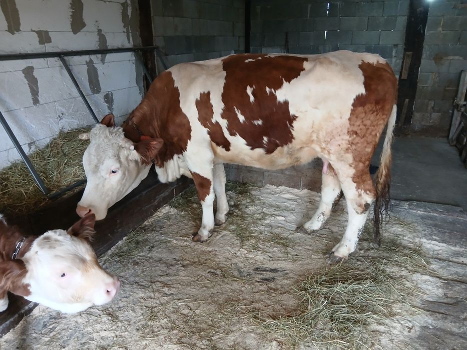 Vând vaca cu vițea