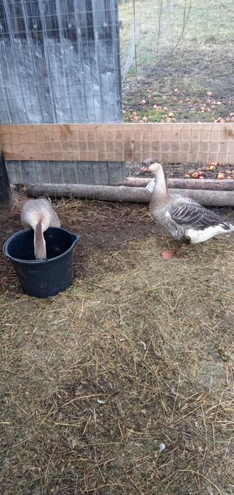 Vând 4 gâște din iunie