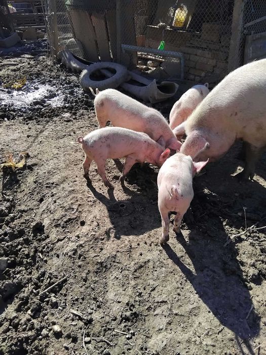 Продавам малки прасенца