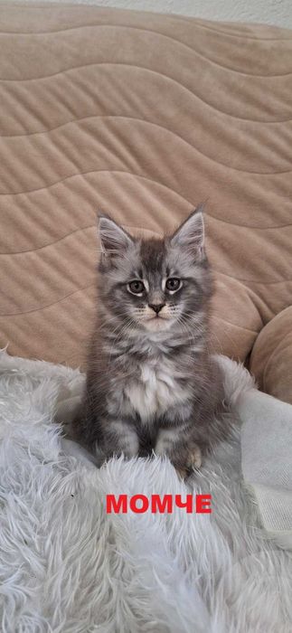 Котенца Мейн Куун