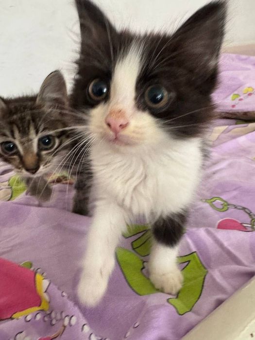 Отдам котят в добрые руки