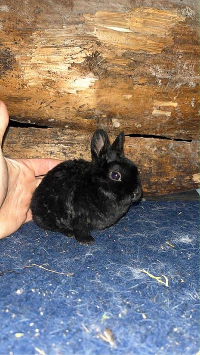 Disponibil iepurasi pitici