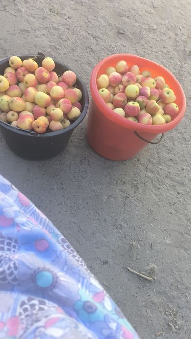 Продам яблочки сорт барвинка