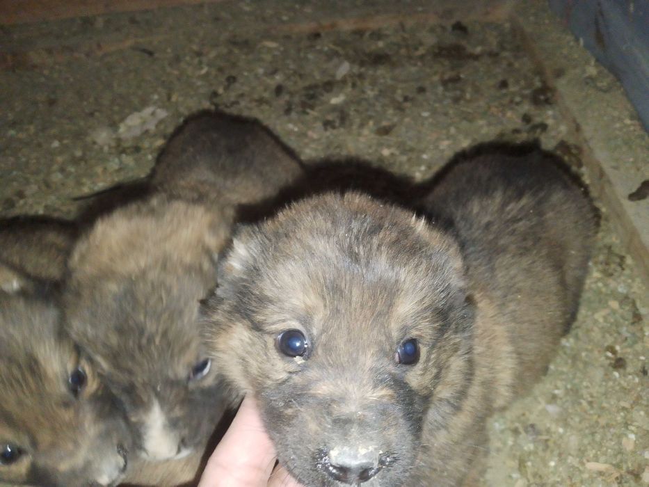 Кангал итни болалари 5дона нахи 1миллион